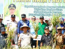 Bupati Konut Pimpin Panen Raya Padi Sawah 135 Hektar di Desa Matanggonawe